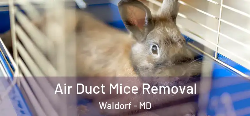 Air Duct Mice Removal Waldorf - MD
